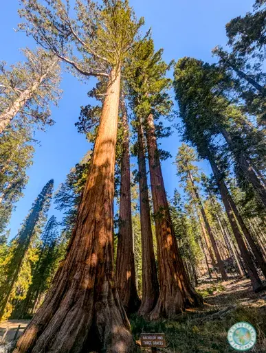 bachelor-and-three-graces