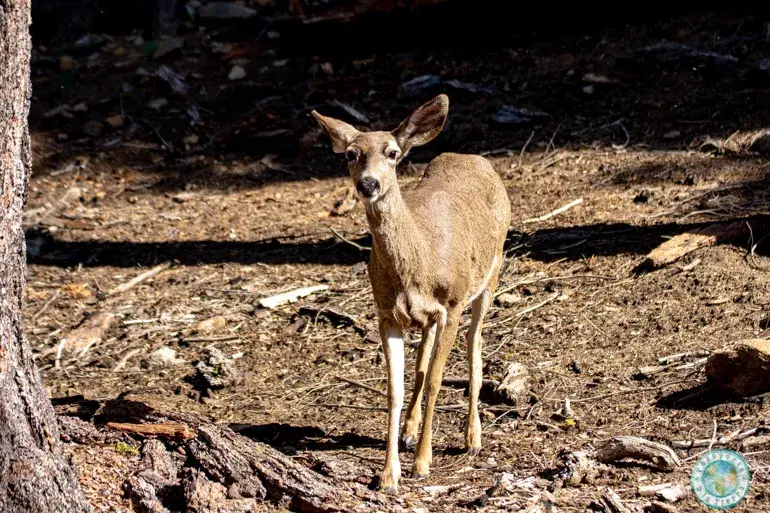 ciervo-yosemite