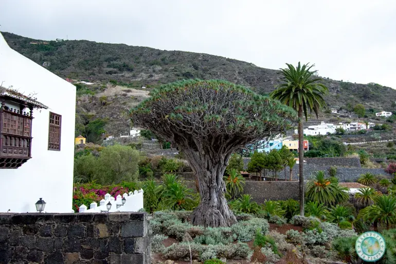 drago-mileranio-que-ver-en-icod-de-los-vinos