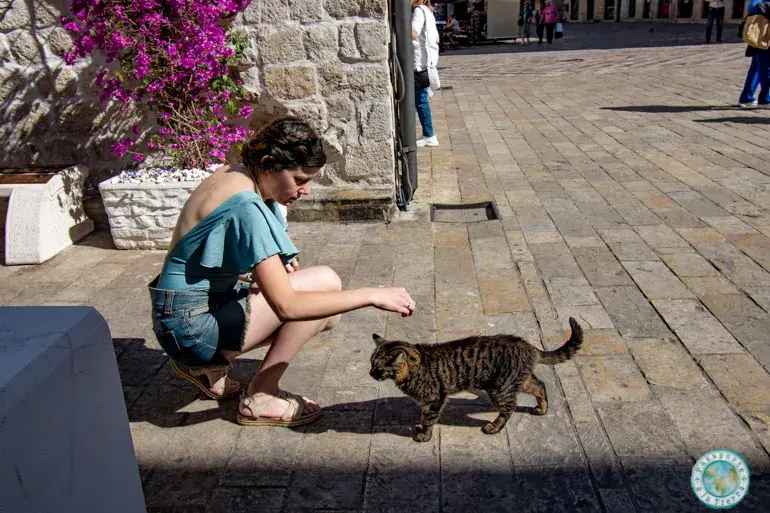 gatos-kotor