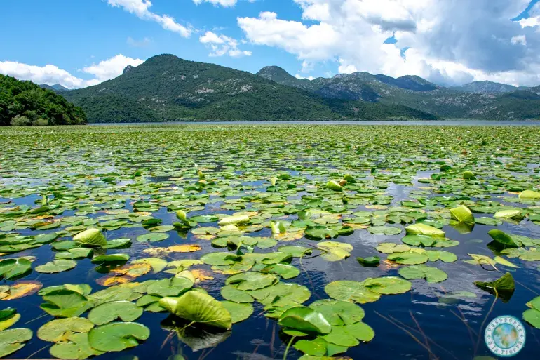 nenufares-lago-skadar