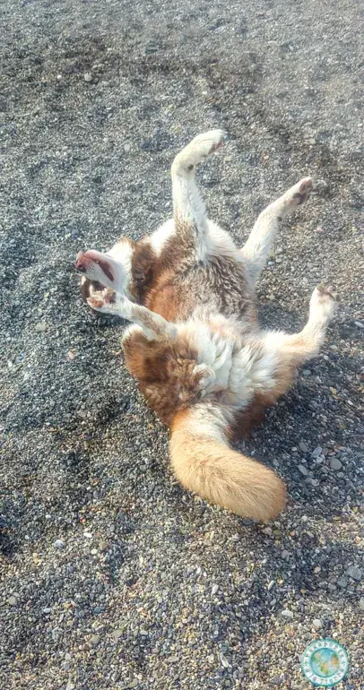 playa-canina-motril-granada-playacan