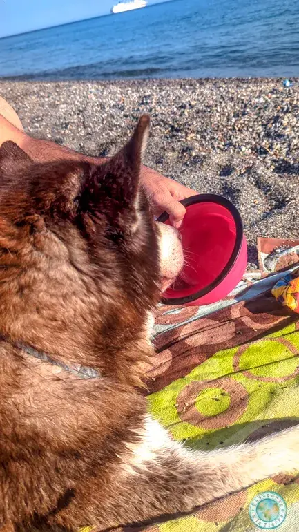 playa-perros-canina-playa-cable-motril