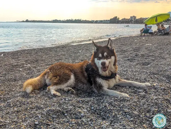 playa-perros-granada-playa-canina-motril