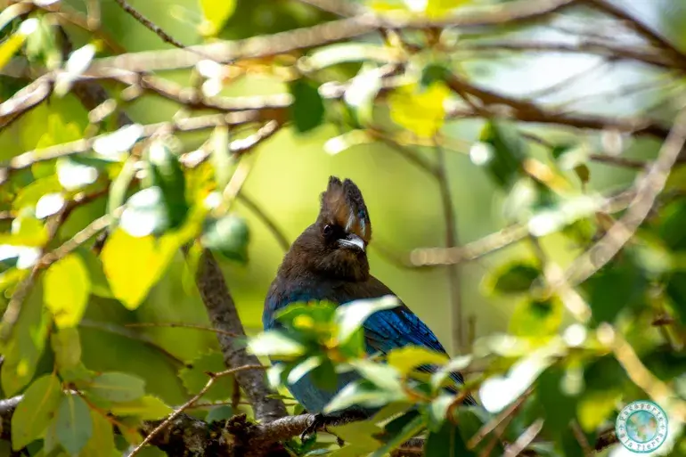 steller´s-jay-pajaro-azul-yosemite