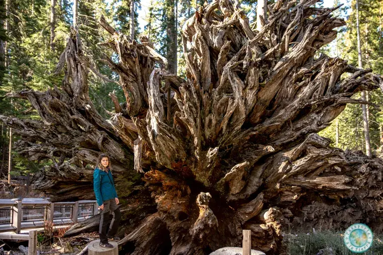 the-fallen-monarch-ruta-grizzly-giant-loop