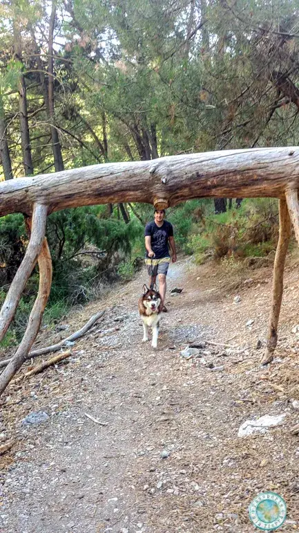 arbol-camino-rio-dilar