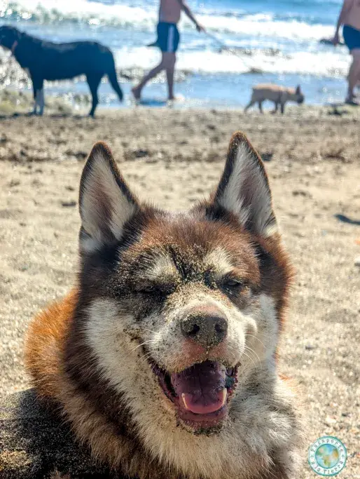 bagan-playa-perros-fuengirola