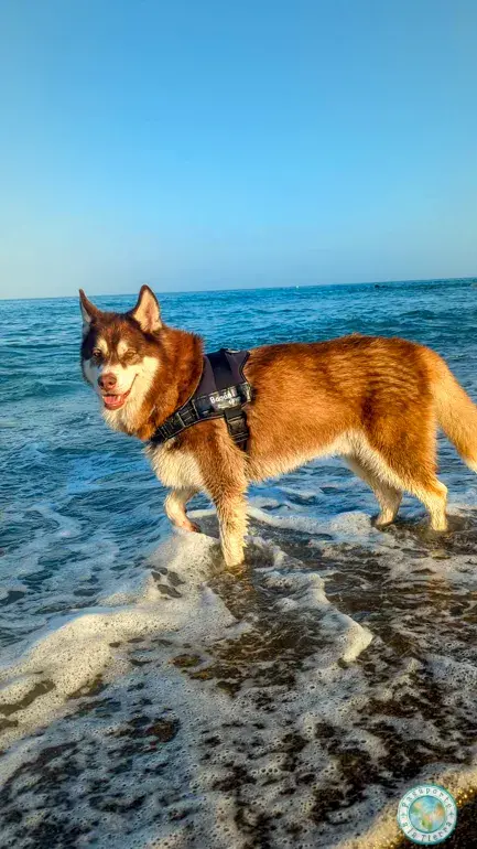 baño-perro-playa-fuengirola