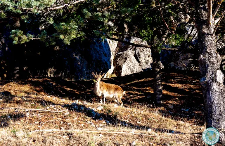 fauna-segura-de-la-sierra