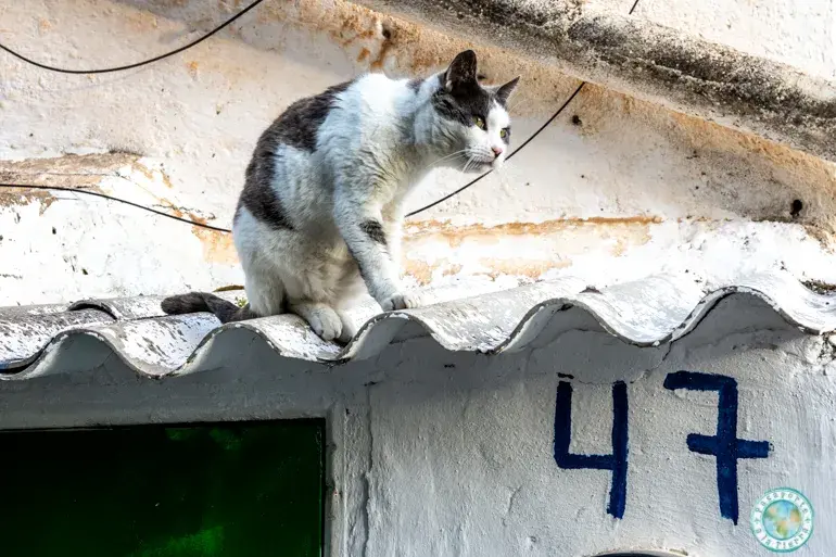 gatos-barrio-del-sacromonte