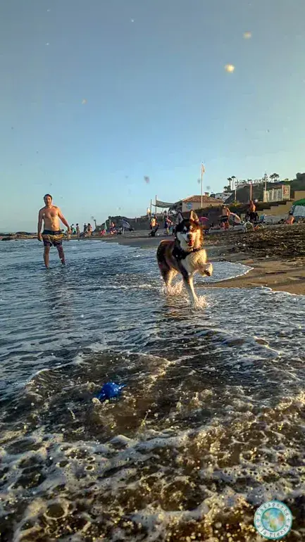 jugando-bagan-playa-perros-fuengirola