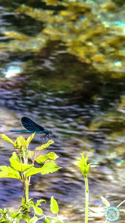 libelula-azul-que-ver-en-blue-eye-albania