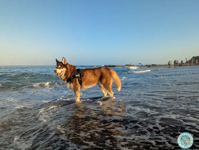 playa-para-perros-de-fuengirola