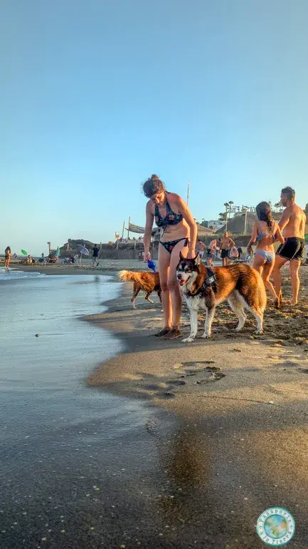 playa-perros-costa-del-sol