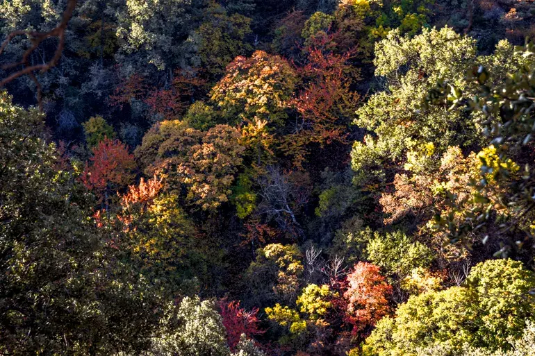 bosque-caducifolio-granada