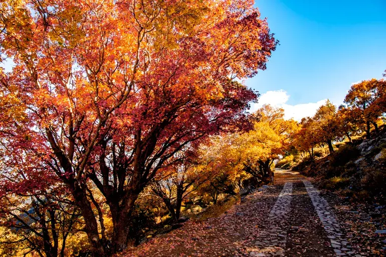 bosque-encantado-de-lugros