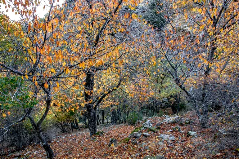 dehesa-del-camarate-otoño-granada