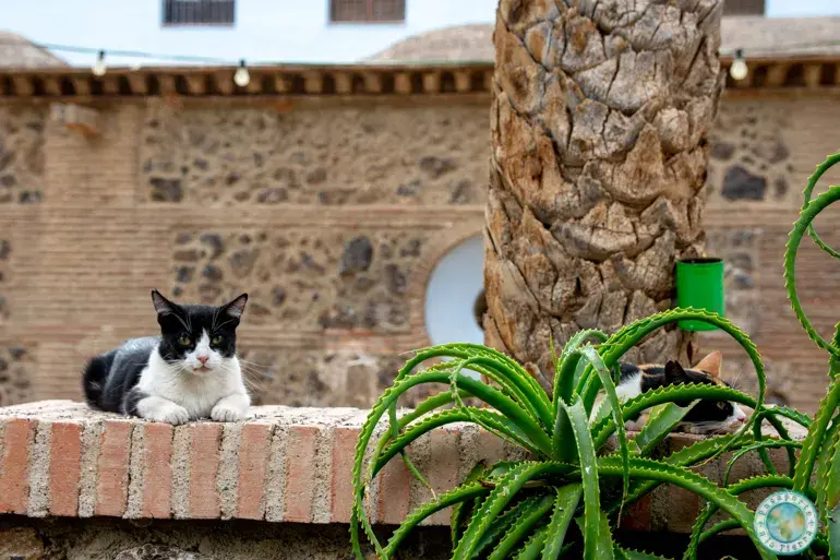 gatito-pueblo-almeria