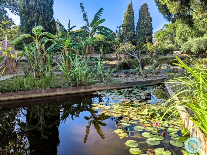 jardin-nazari-nenufares