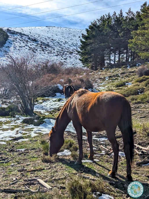 caballos-libres-puerto-de-la-ragua