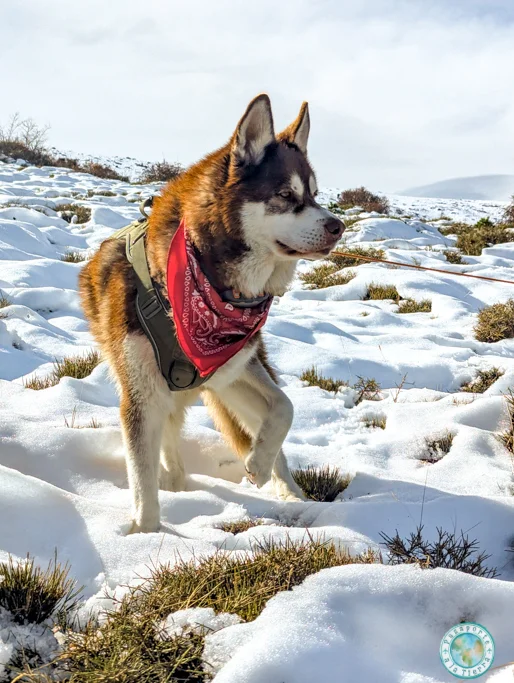 ir-con-perro-al-puerto-de-la-ragua