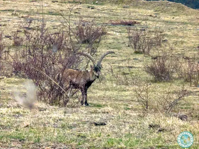 cabra-montesa-sierra-gudar-teruel