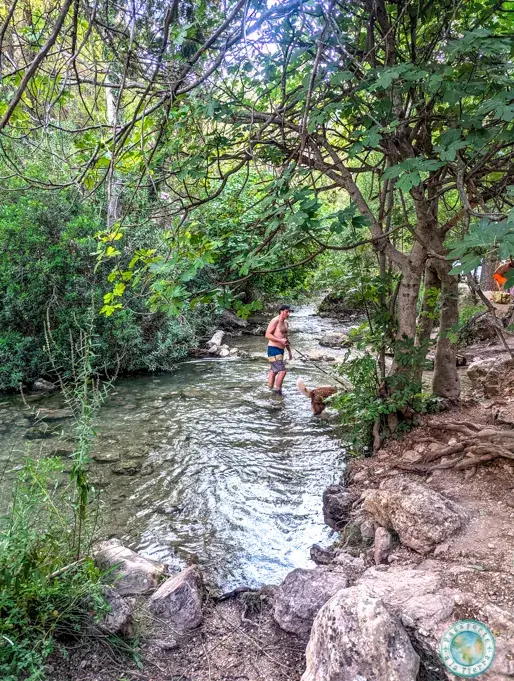 charco-del-aceite-con-perro