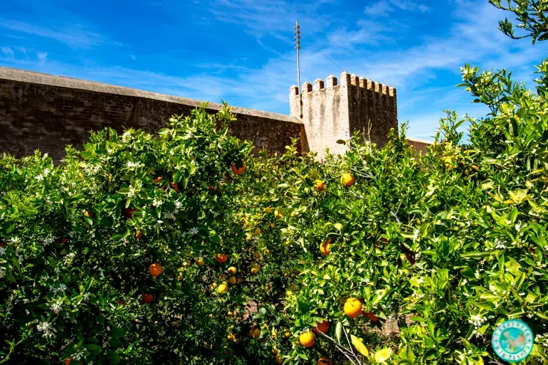 huertos-de-naranjos-de-mascarell