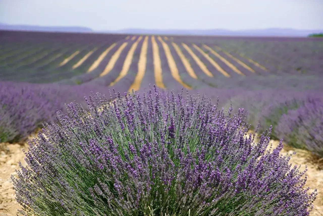 provenza-francia