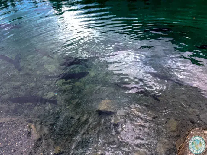 truchas-lago-suiza