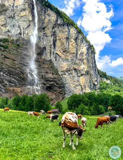 vacas-en-valle-de-lauterbrunnen