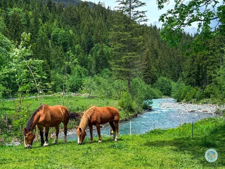 caballos-prados-valle-suiza