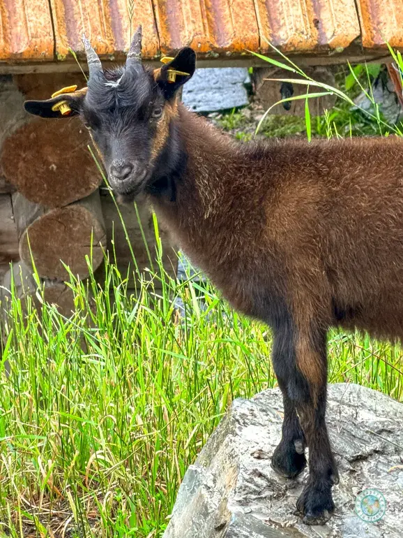 cabras-heidi