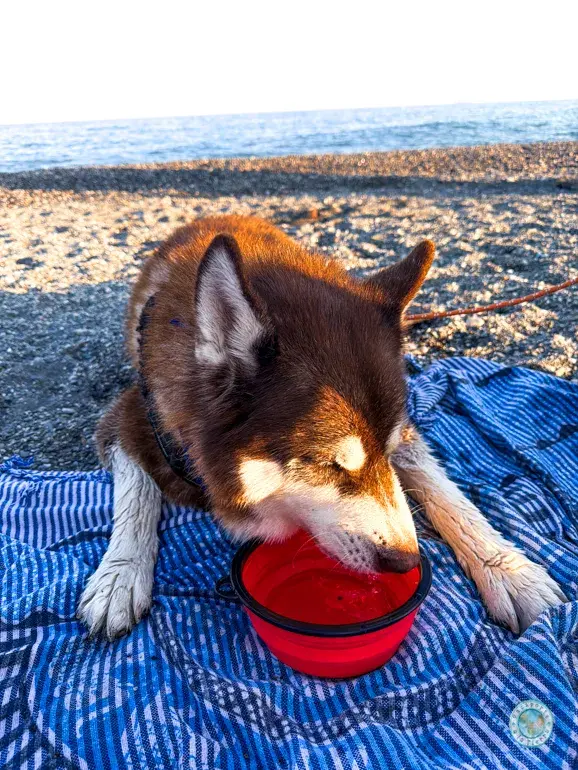 consejos-playa-canina-torre-del-mar