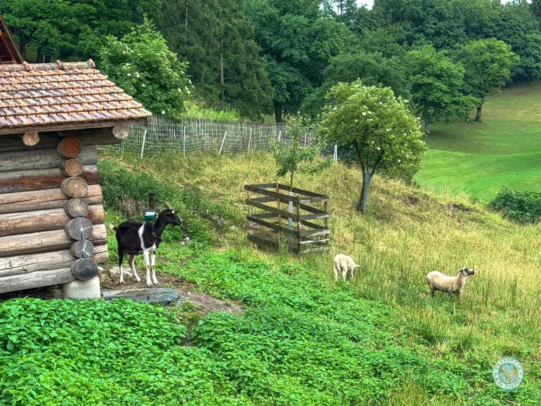 granja-cabras-pueblo-de-heidi