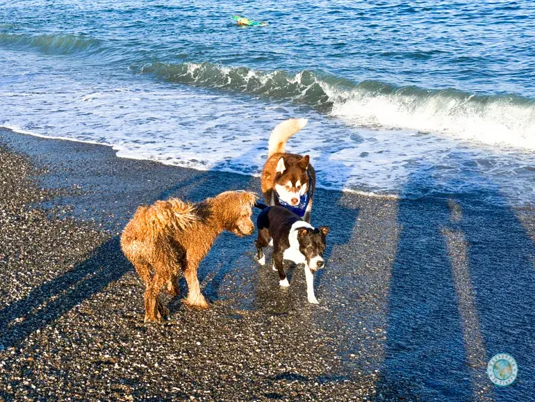 perros-playa-de-malaga