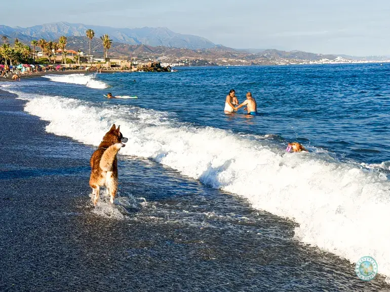 playa-canina-torre-del-mar-en-malaga