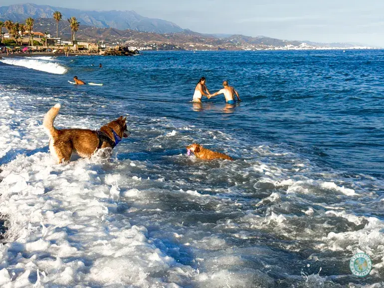 playa-para-perros-en-torre-del-mar