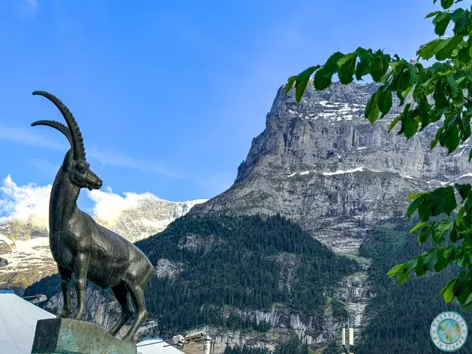 steinbock