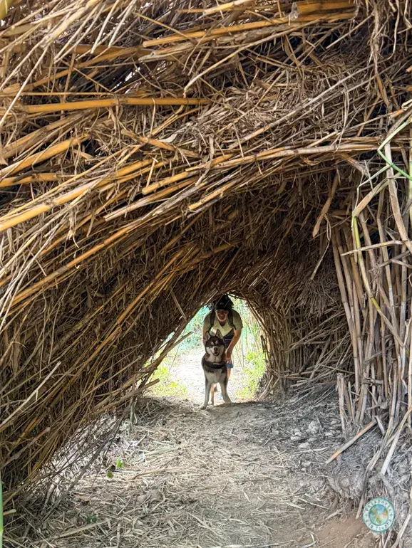 tunel-de-cañas