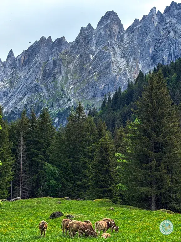vacas-valle-ronsenlaui-suiza