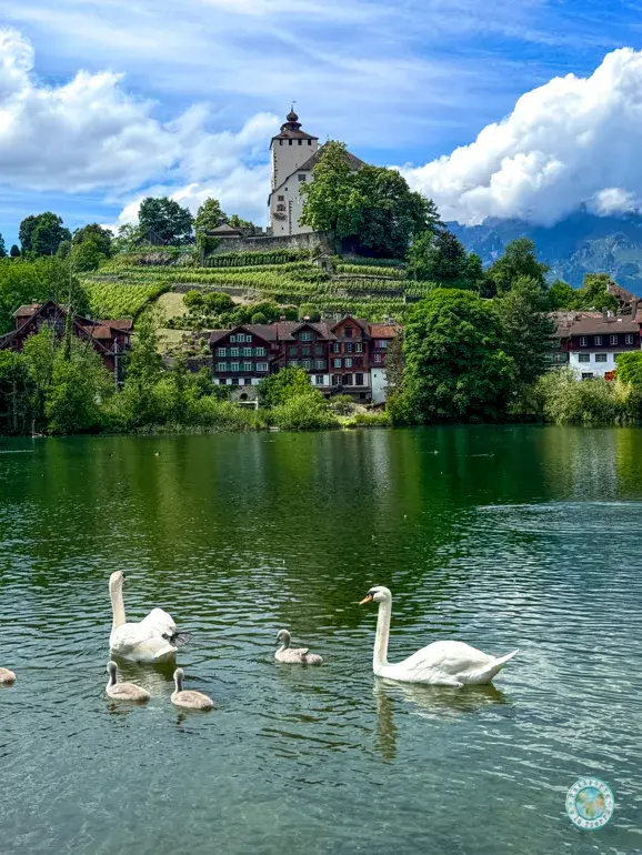 cisnes-pueblo-suiza