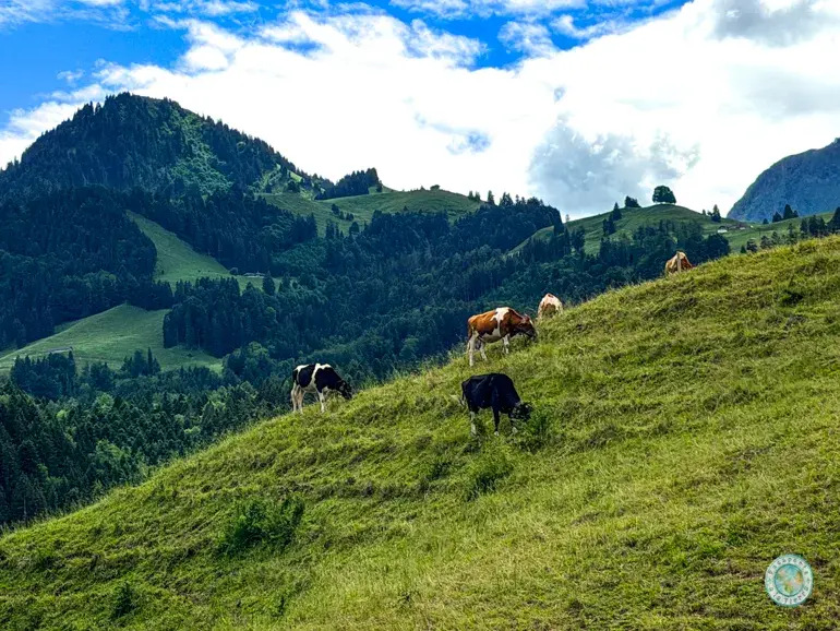 prados-vacas-region-de-gruyeres