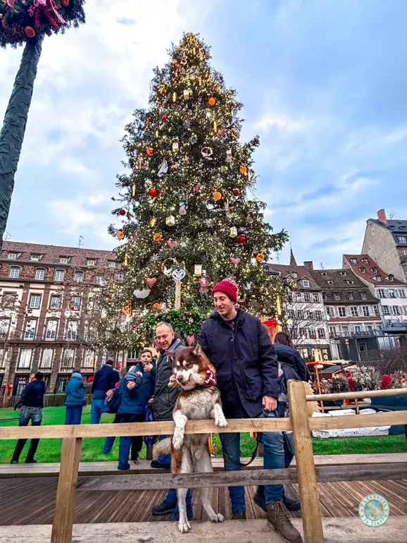 arbol-navidad-plaza-kléber-que-ver-en-estrasburgo