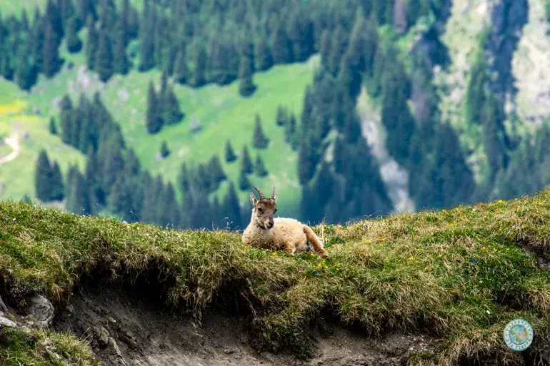 ibex-alpes-suizos