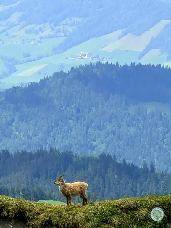 ibex-cabra-montesa-alpina