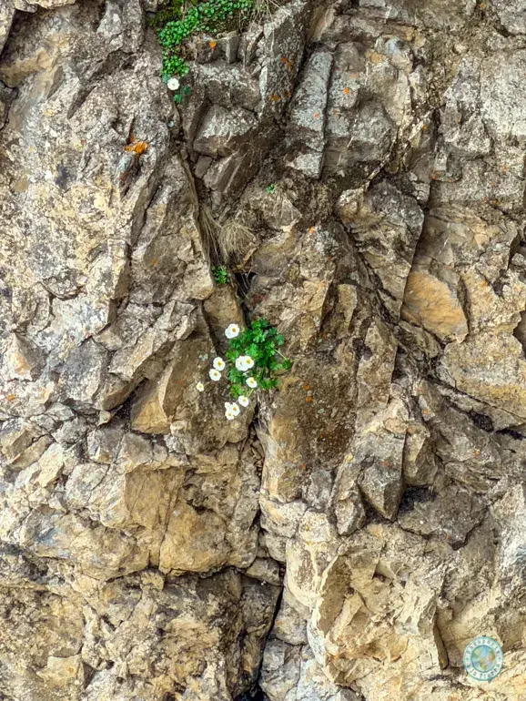 ruta-de-las-flores